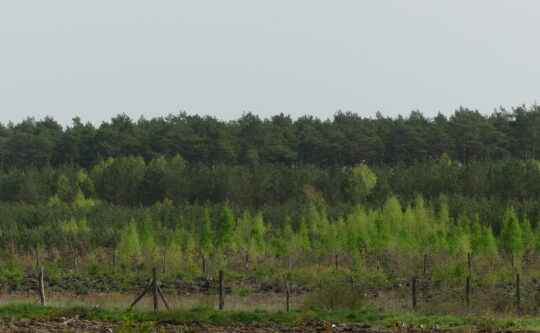 Podsumowanie warsztatów ekologicznych pn.: „Posadź las z Powiatem Obornickim”